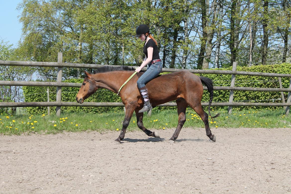 Anden særlig race Skipper billede 13