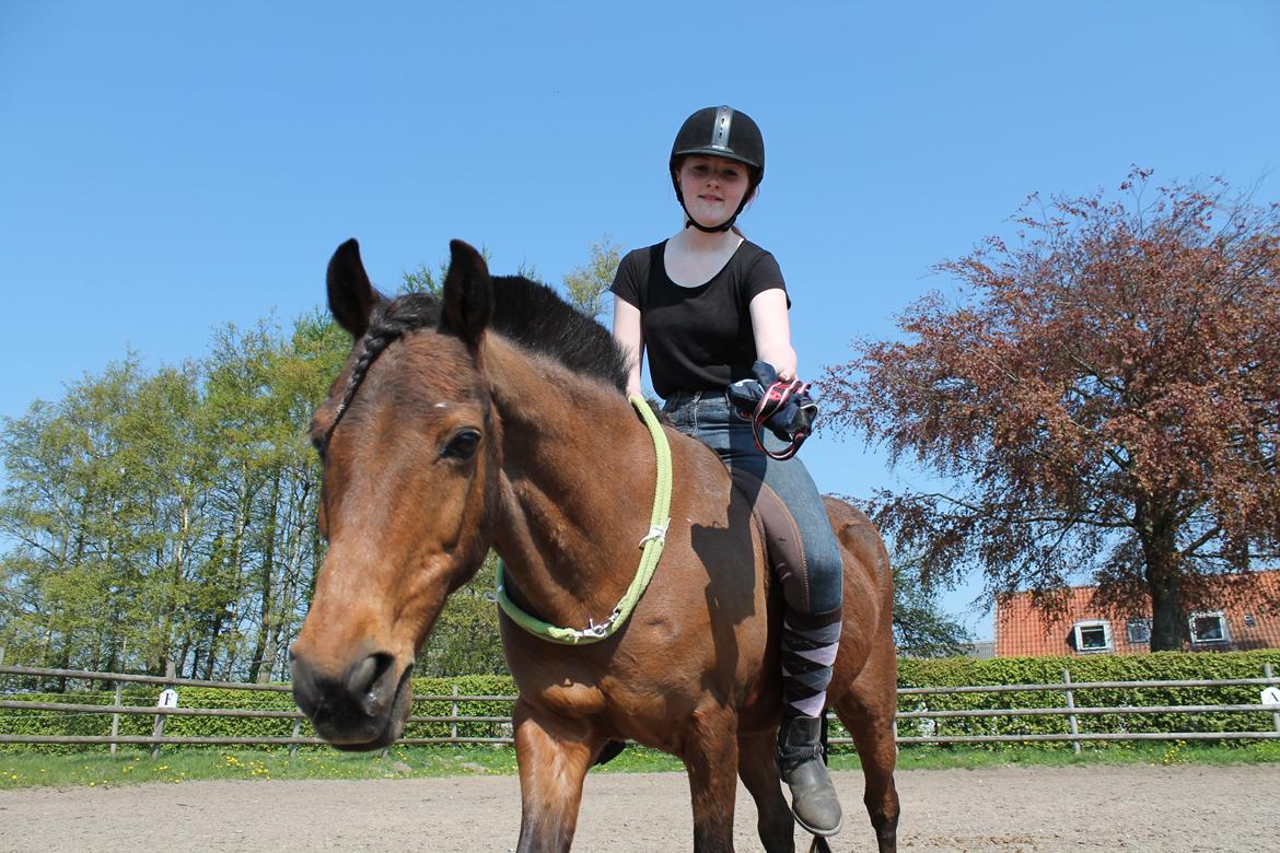 Anden særlig race Skipper billede 14