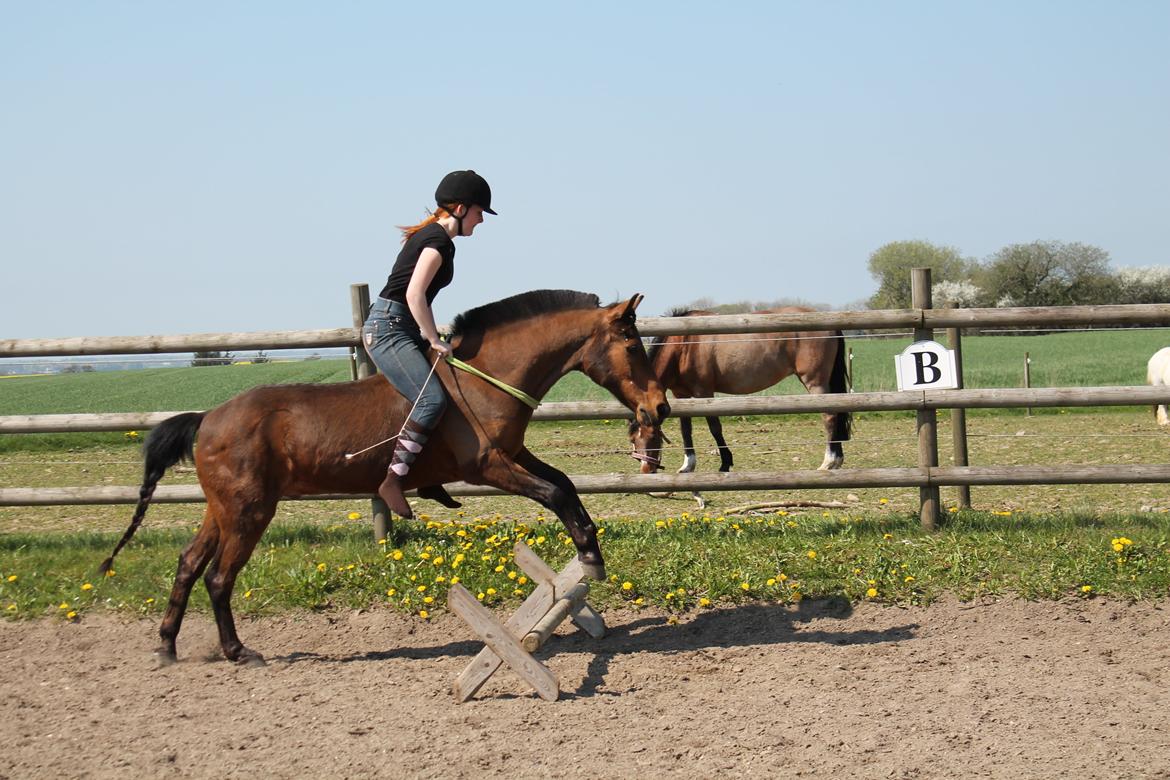Anden særlig race Skipper billede 15