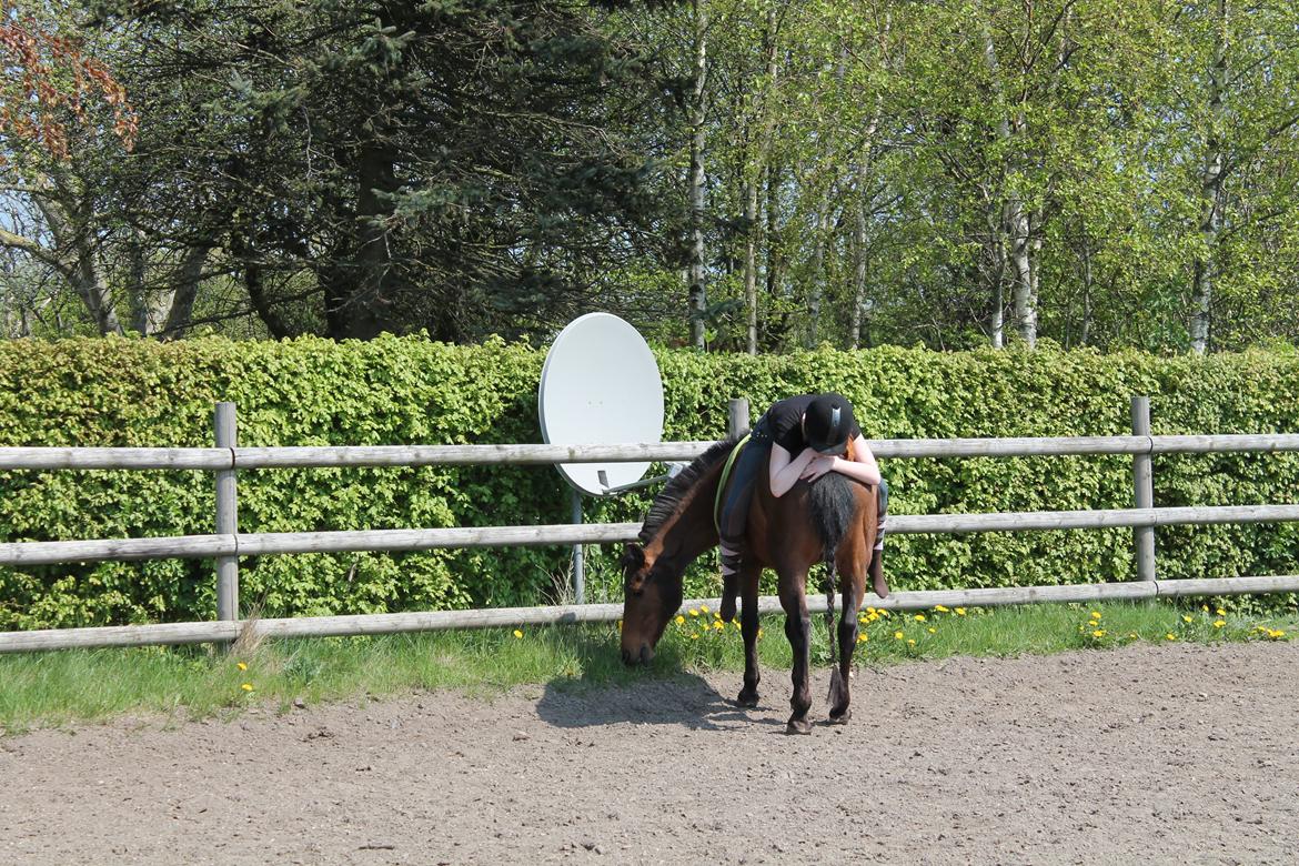 Anden særlig race Skipper billede 16