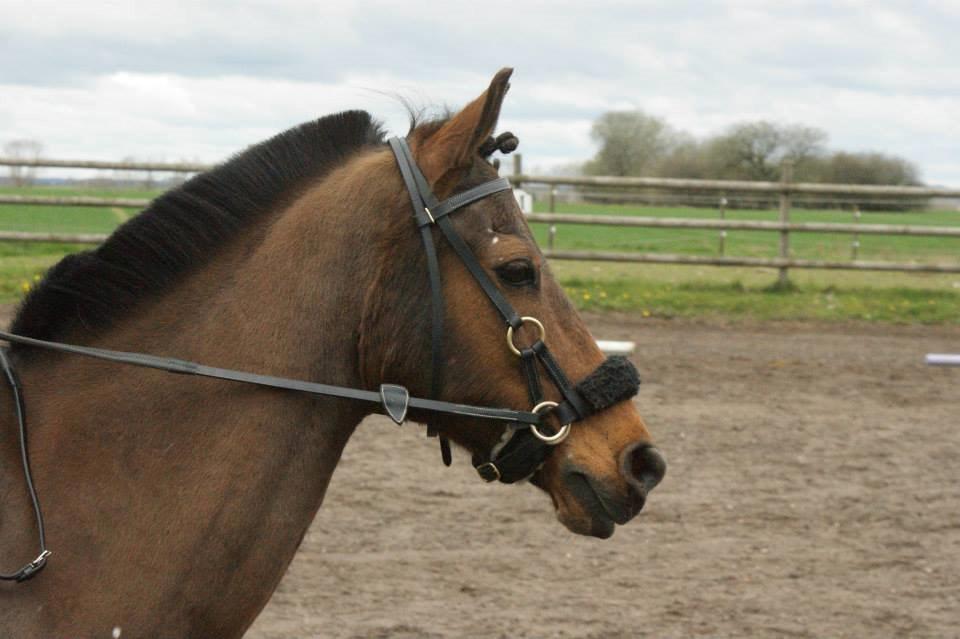 Anden særlig race Skipper billede 1