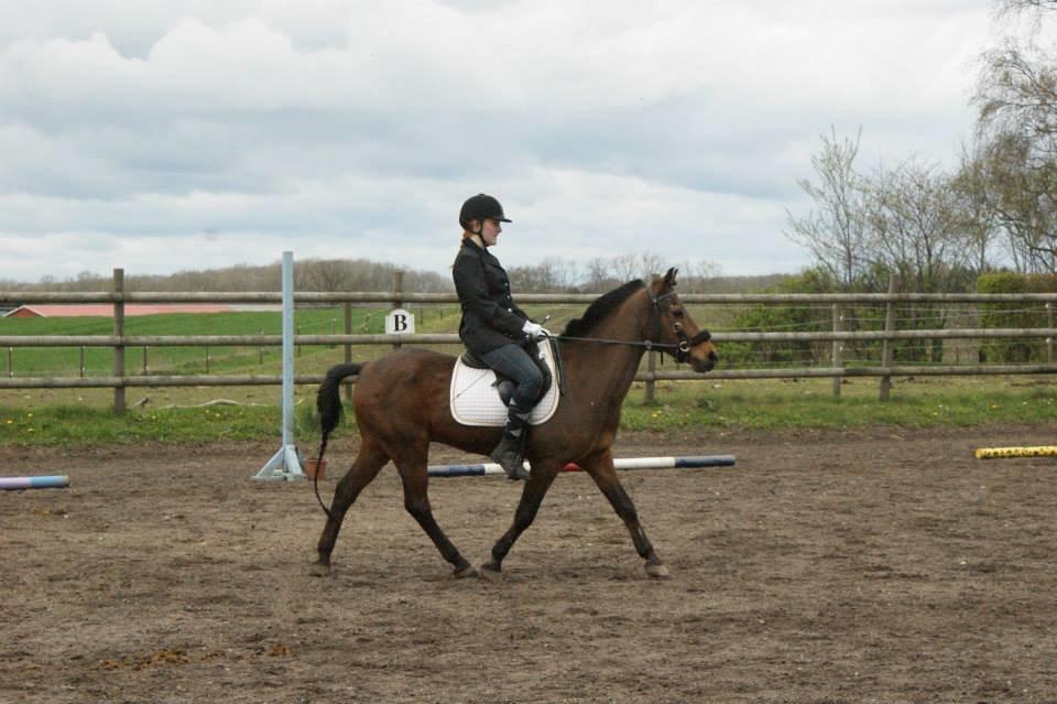 Anden særlig race Skipper billede 17