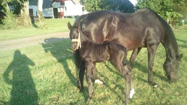 Oldenborg Valenzia - Lenzi med sit sorte hingsteføl Flexiton ( født d 31/5-2014) billede 9