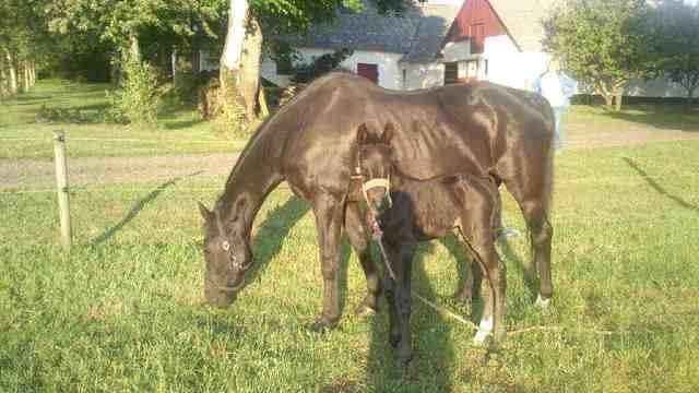 Oldenborg Valenzia - Lenzi med sit sorte higsteføl Flexiton ( født d 31/5-2014) billede 8