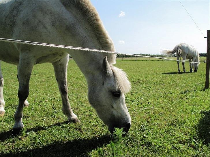 Anden særlig race Østergårdens Rommy billede 1