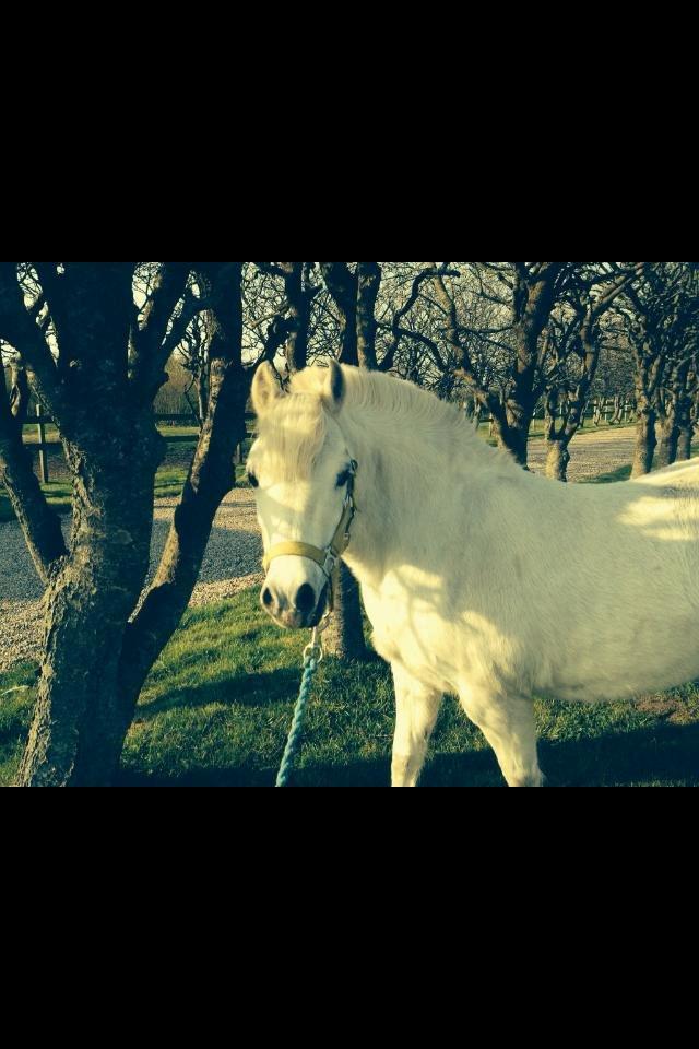 Anden særlig race Østergårdens Rommy billede 16