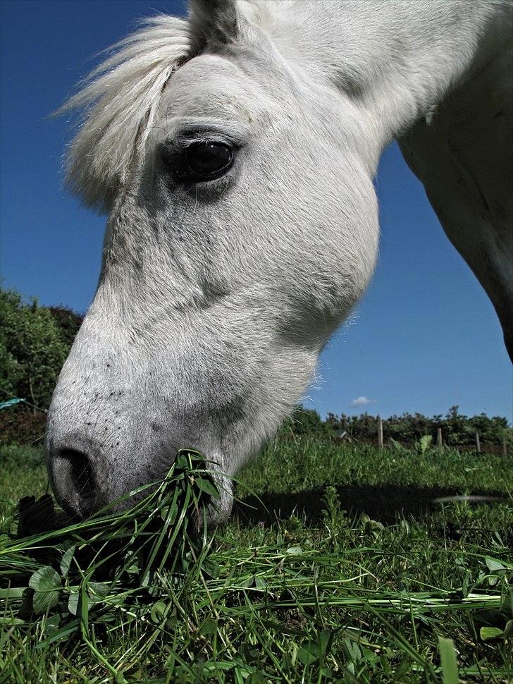 Anden særlig race Østergårdens Rommy billede 5