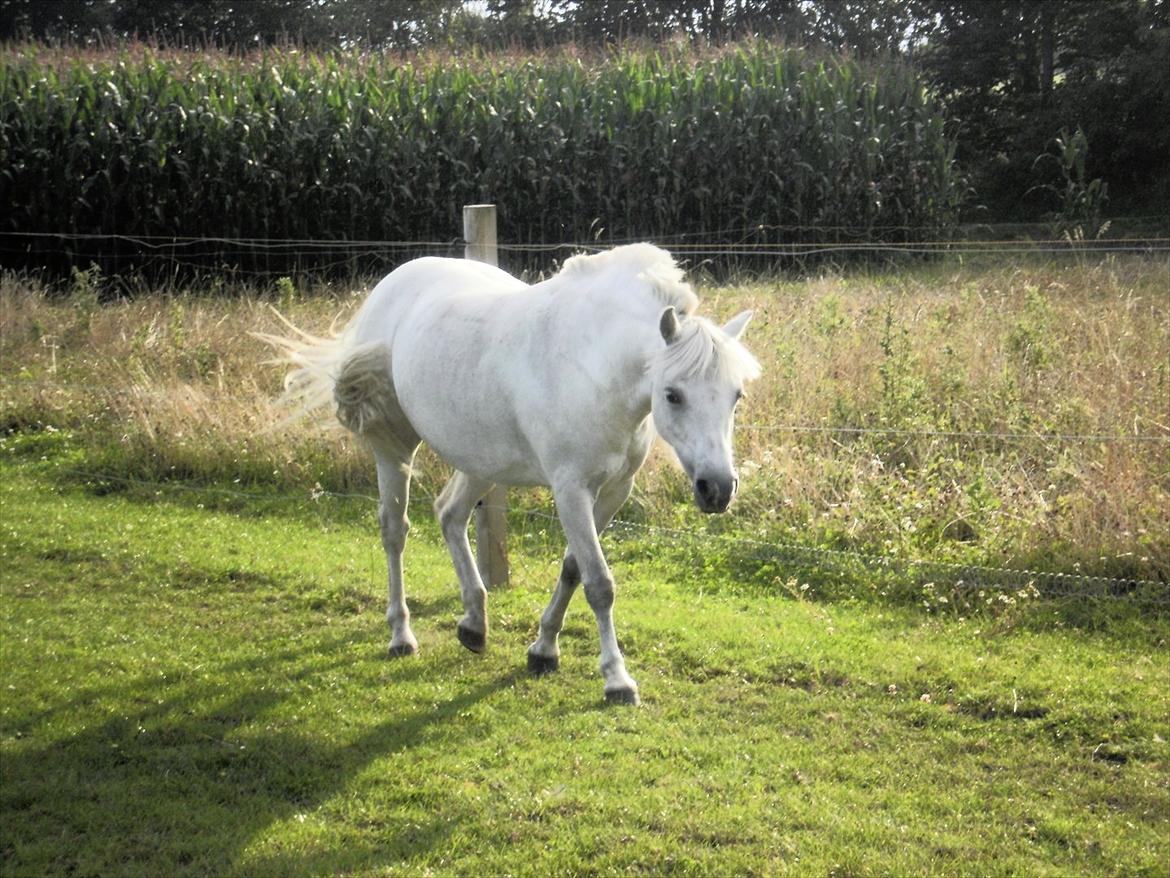 Anden særlig race Østergårdens Rommy billede 10
