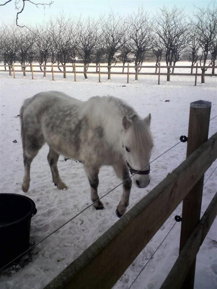 Anden særlig race Østergårdens Rommy billede 2