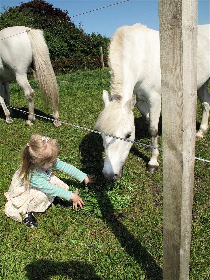 Anden særlig race Østergårdens Rommy billede 3