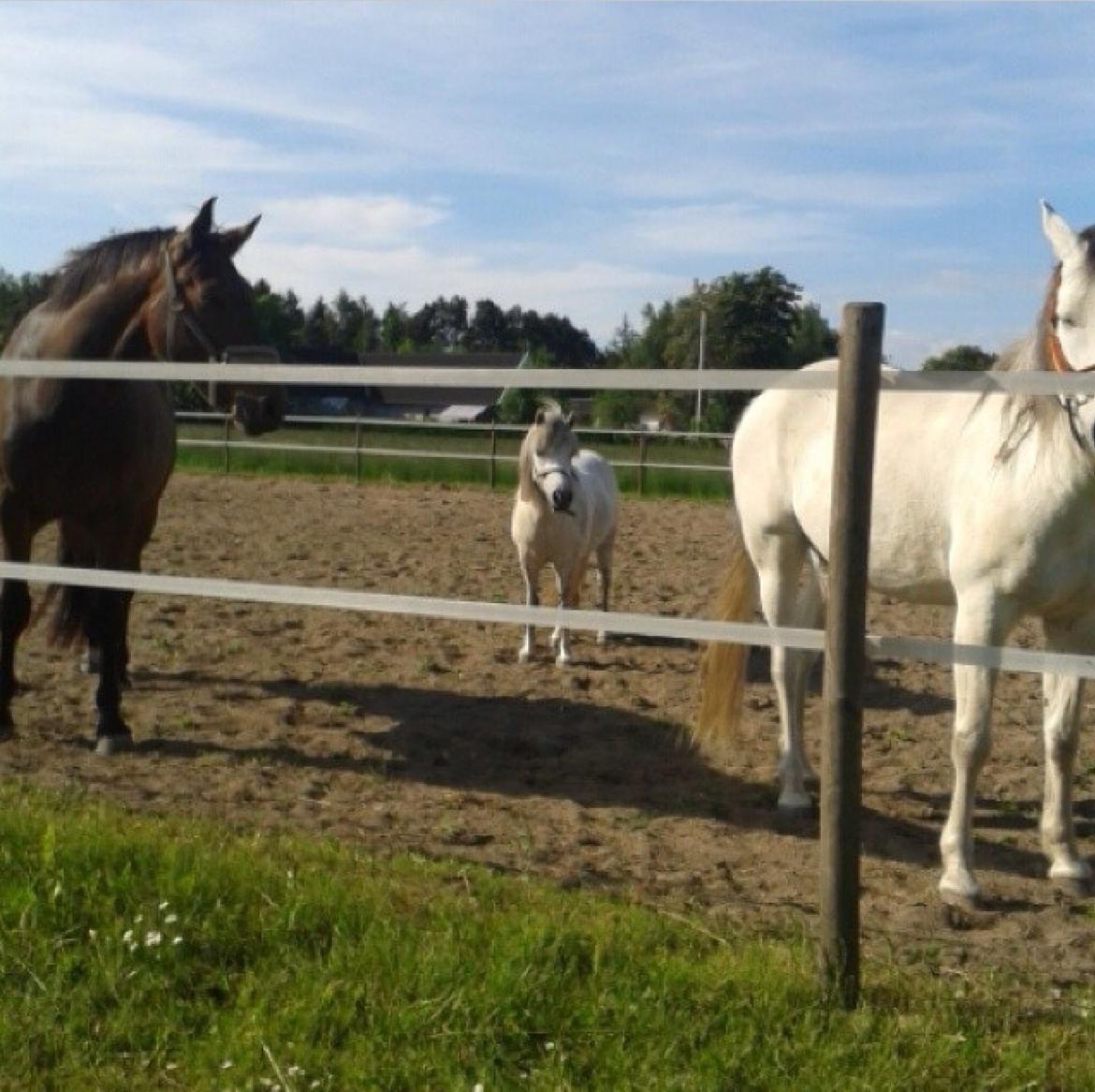 Anden særlig race Smil smilla<3 billede 10