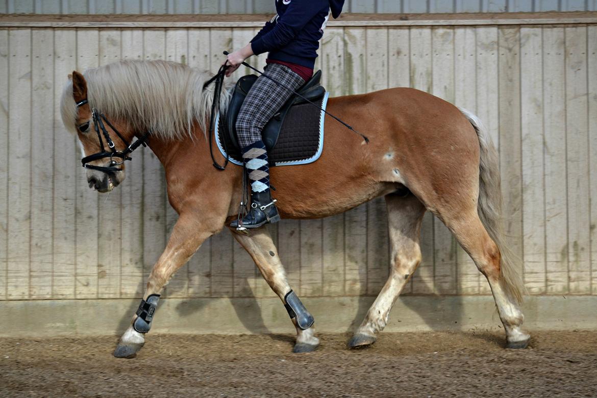 Haflinger Herkules *Stjerne ponyen!* - Started from the bottom, now we're here billede 8