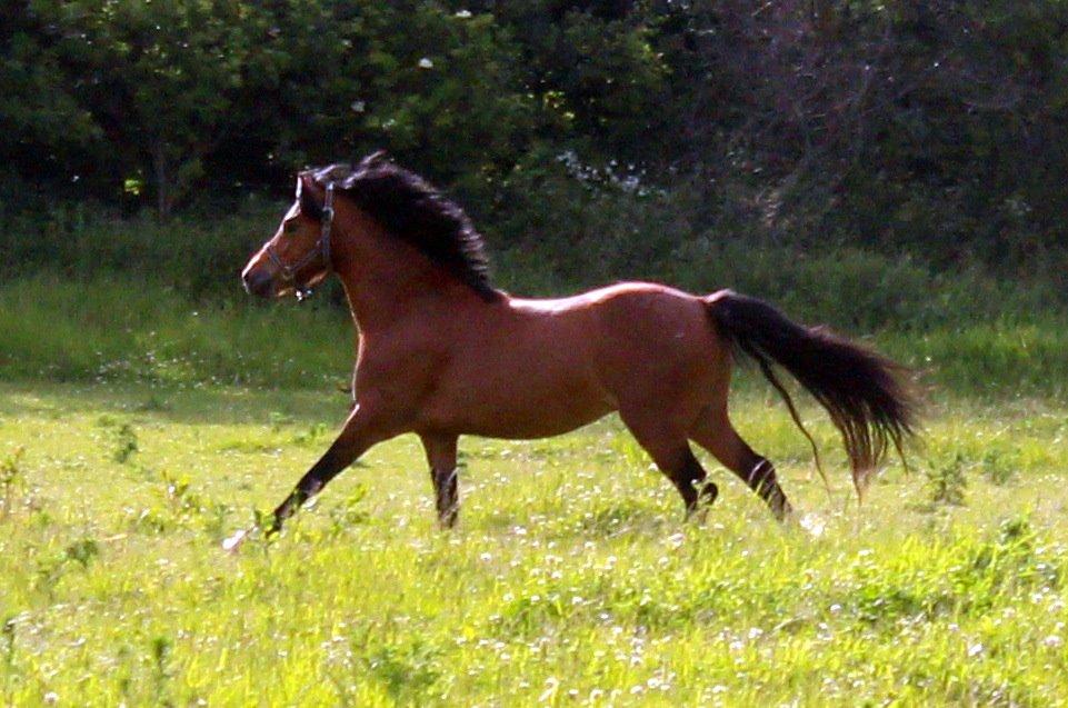 Welsh Pony (sec B) Barnhouvde´s Bart billede 25