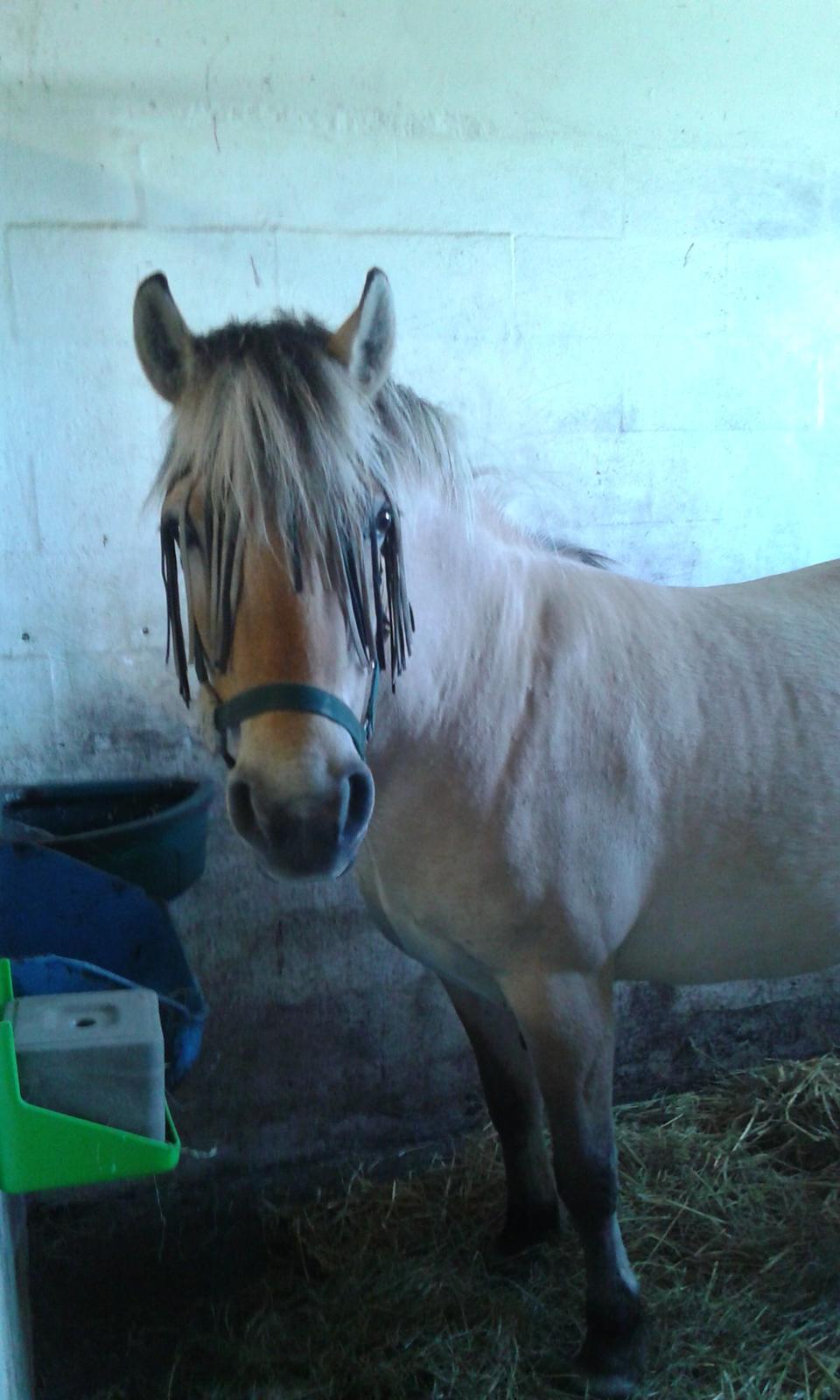 Anden særlig race Ronja Mussen billede 1