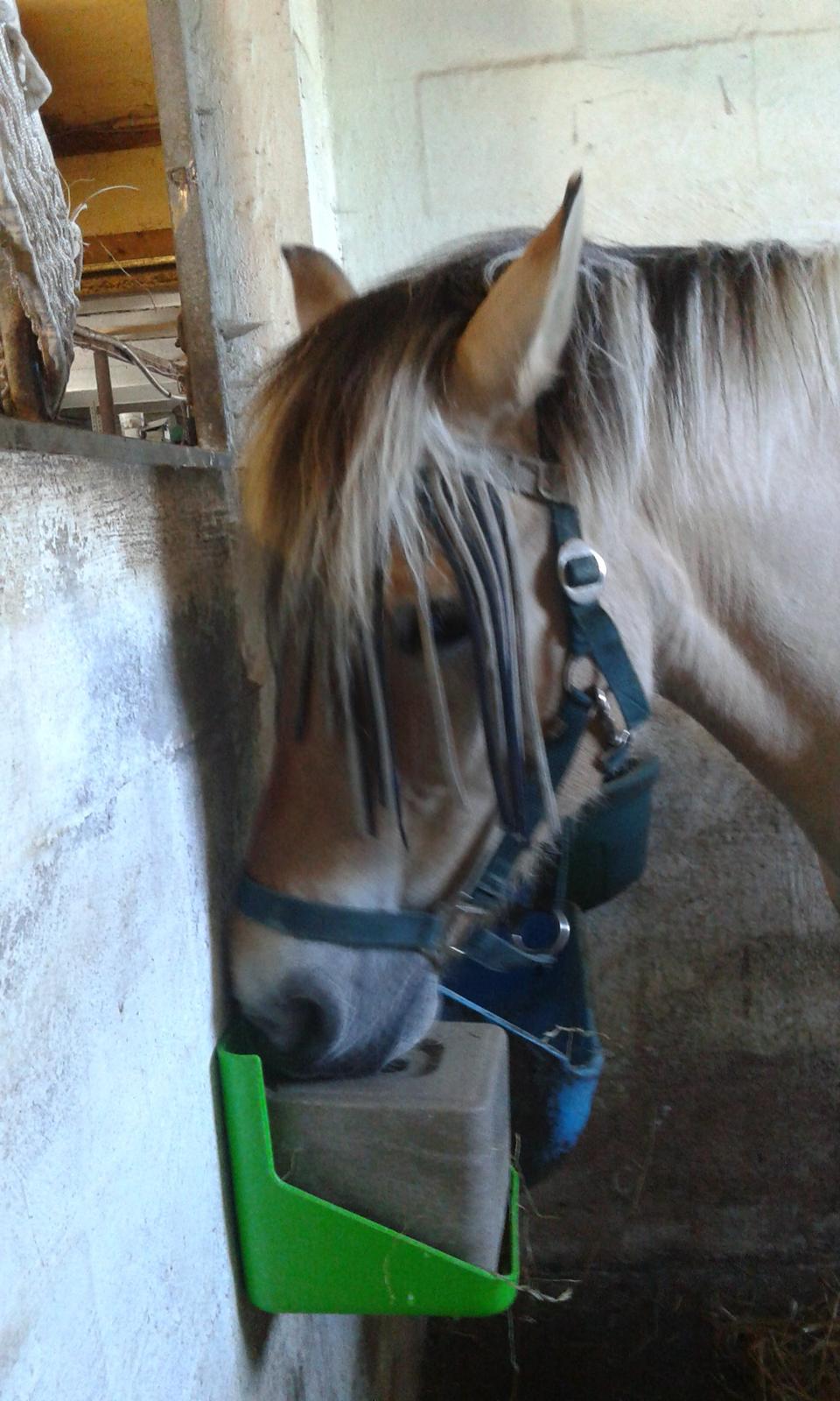 Anden særlig race Ronja Mussen billede 3