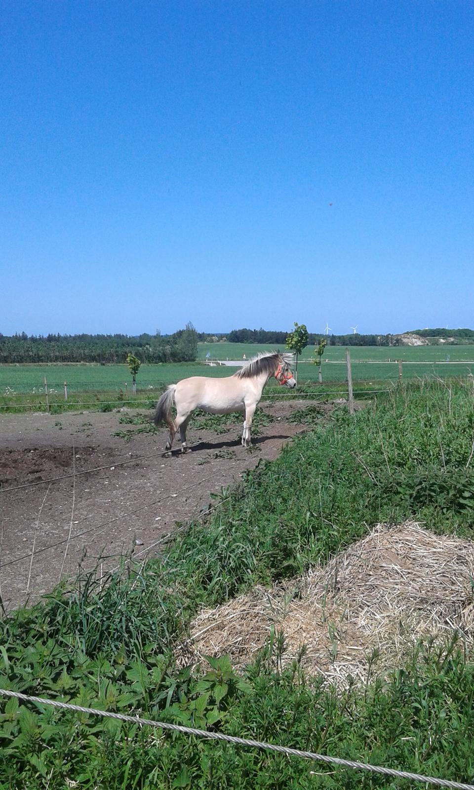 Anden særlig race Ronja Mussen billede 4