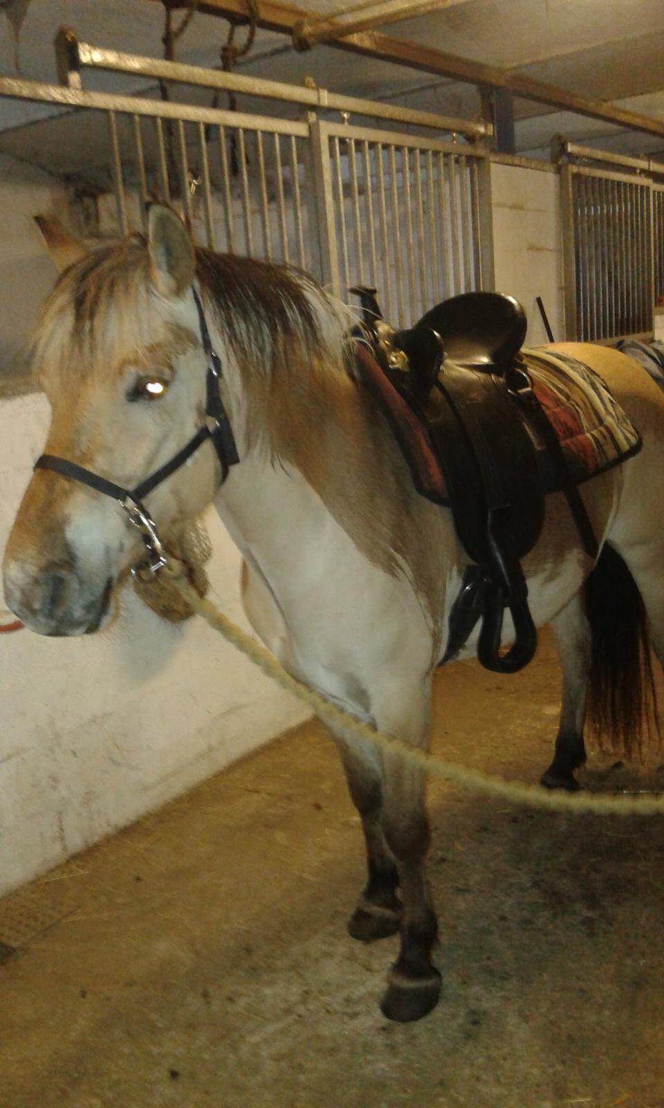 Anden særlig race Ronja Mussen billede 6