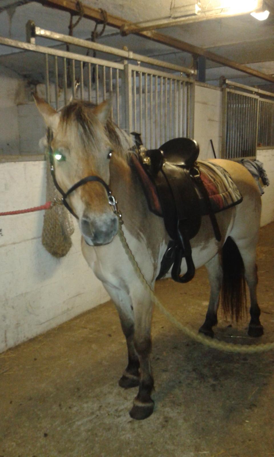 Anden særlig race Ronja Mussen billede 7