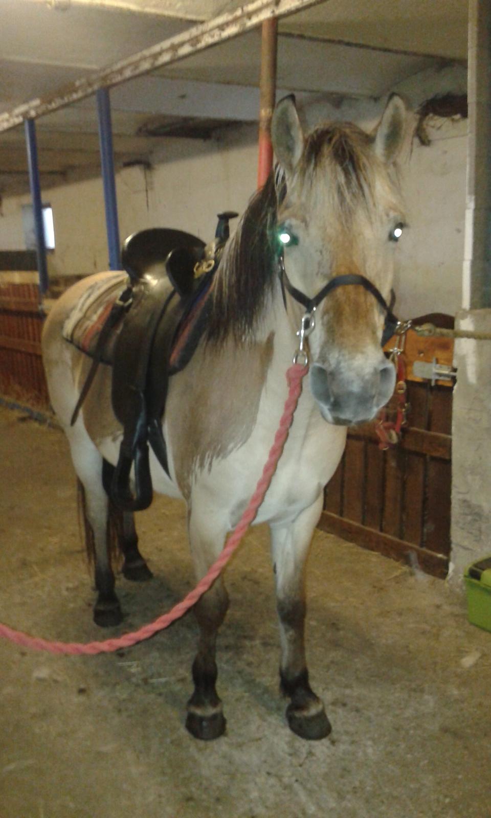 Anden særlig race Ronja Mussen billede 8