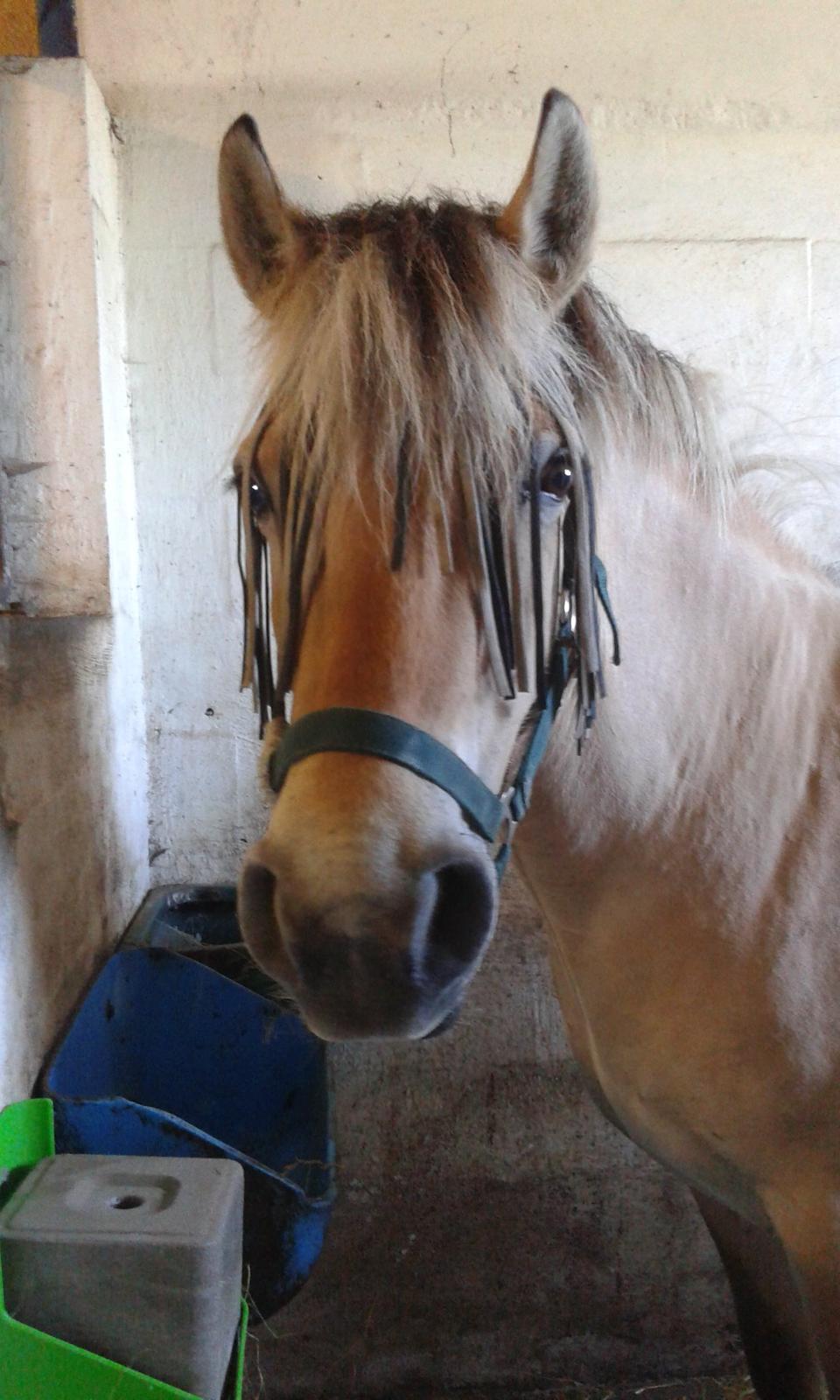 Anden særlig race Ronja Mussen billede 2