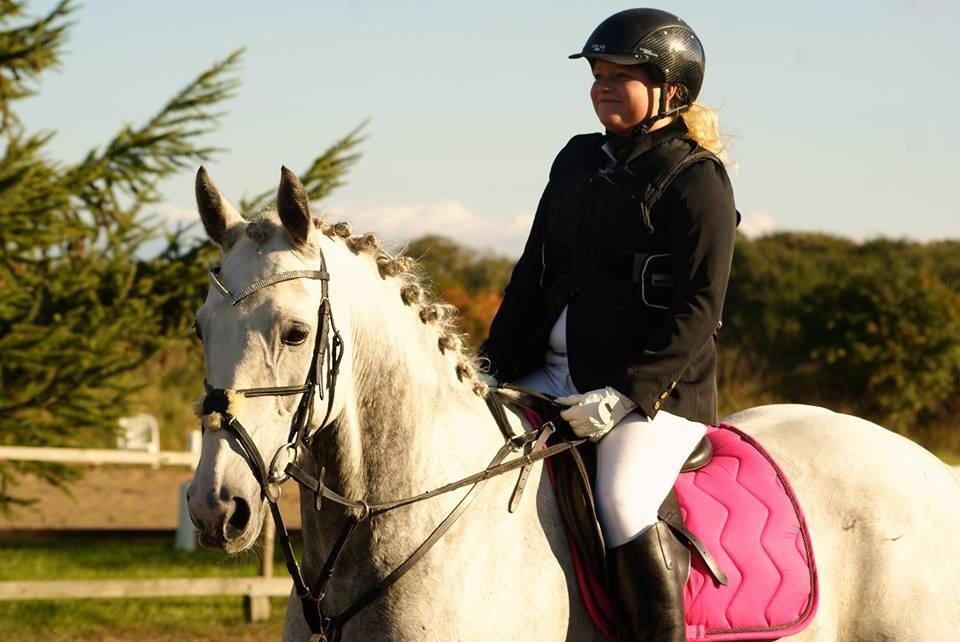 Irsk Sportshest Rebel's Heart<3 billede 14