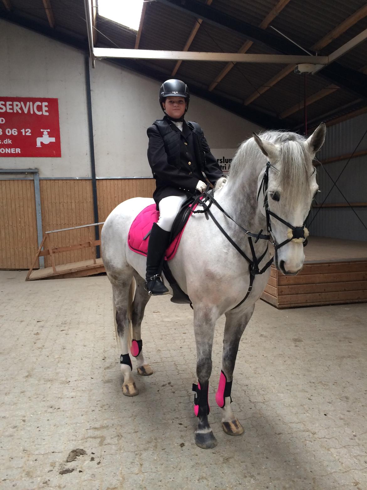 Irsk Sportshest Rebel's Heart<3 billede 18