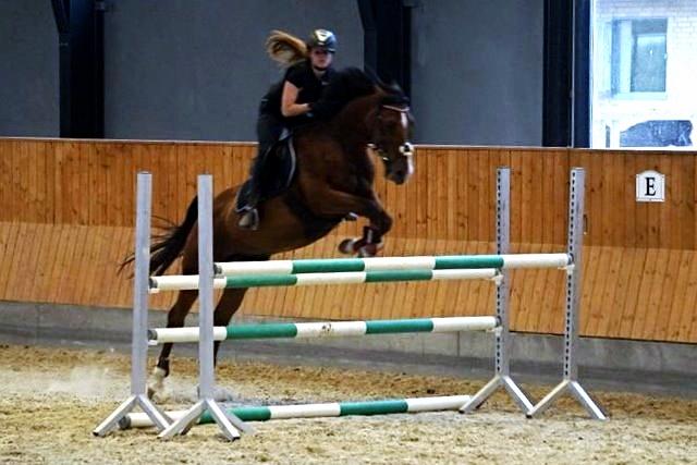 Anden særlig race Freeman - Springtræning 02-06-2014 | Her over 110 cm | Foto: Christina Andersen billede 22