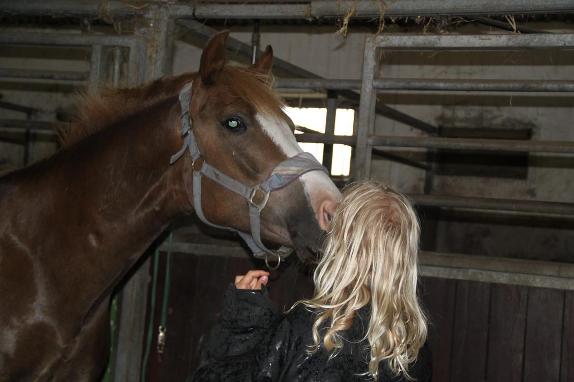 Anden særlig race Mikado billede 2