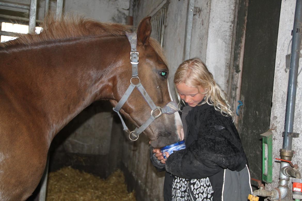 Anden særlig race Mikado billede 3