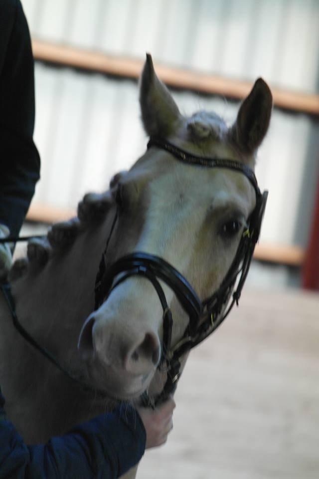 Anden særlig race  Fursten Fire        ( B-Pony ) billede 6