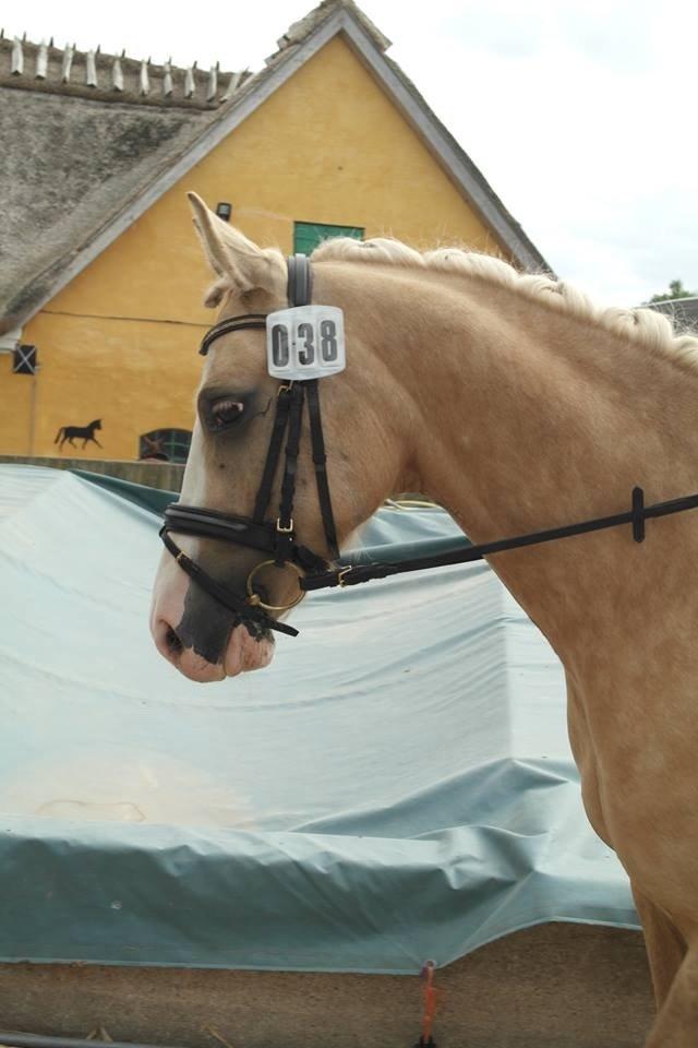 Anden særlig race  Fursten Fire        ( B-Pony ) billede 7