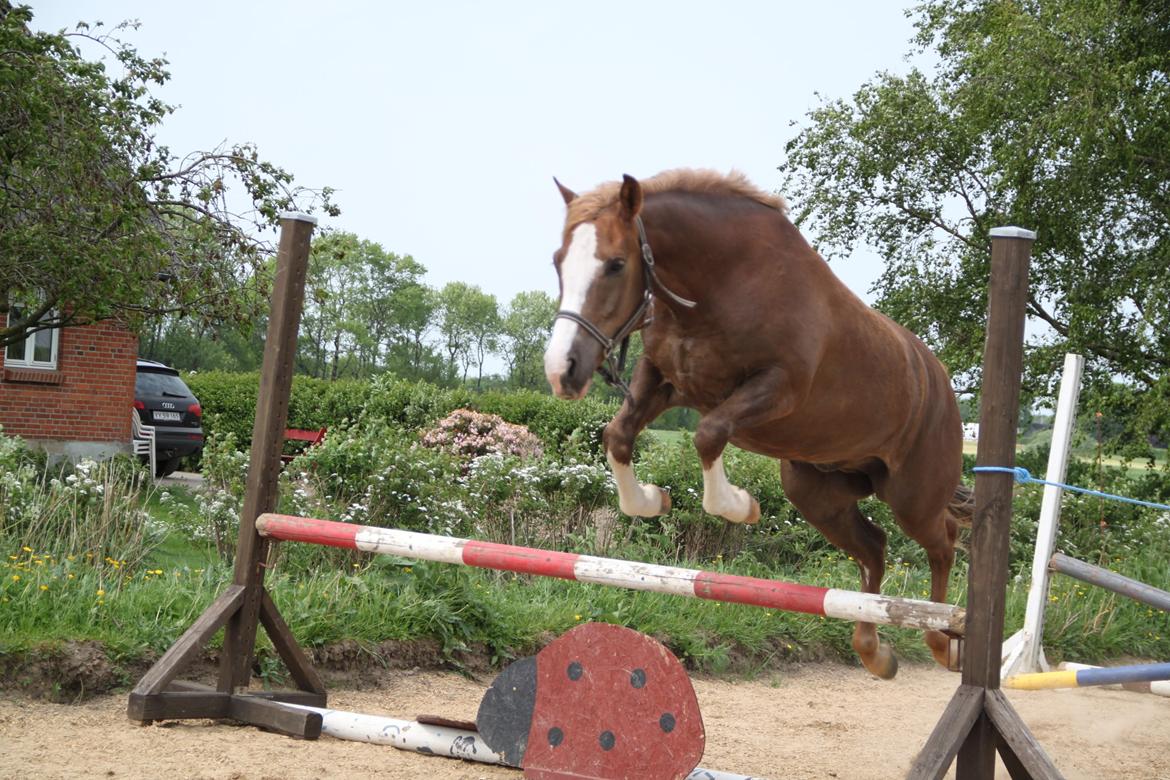 Anden særlig race Mikado billede 8
