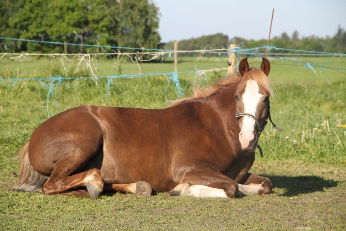 Anden særlig race Mikado - hej billede 11