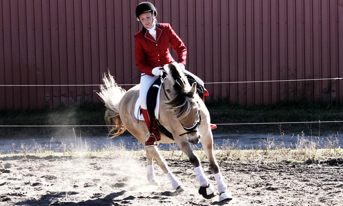 Fjordhest thomas billede 6