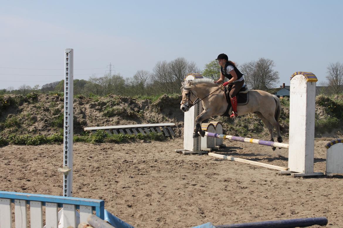 Fjordhest thomas billede 7