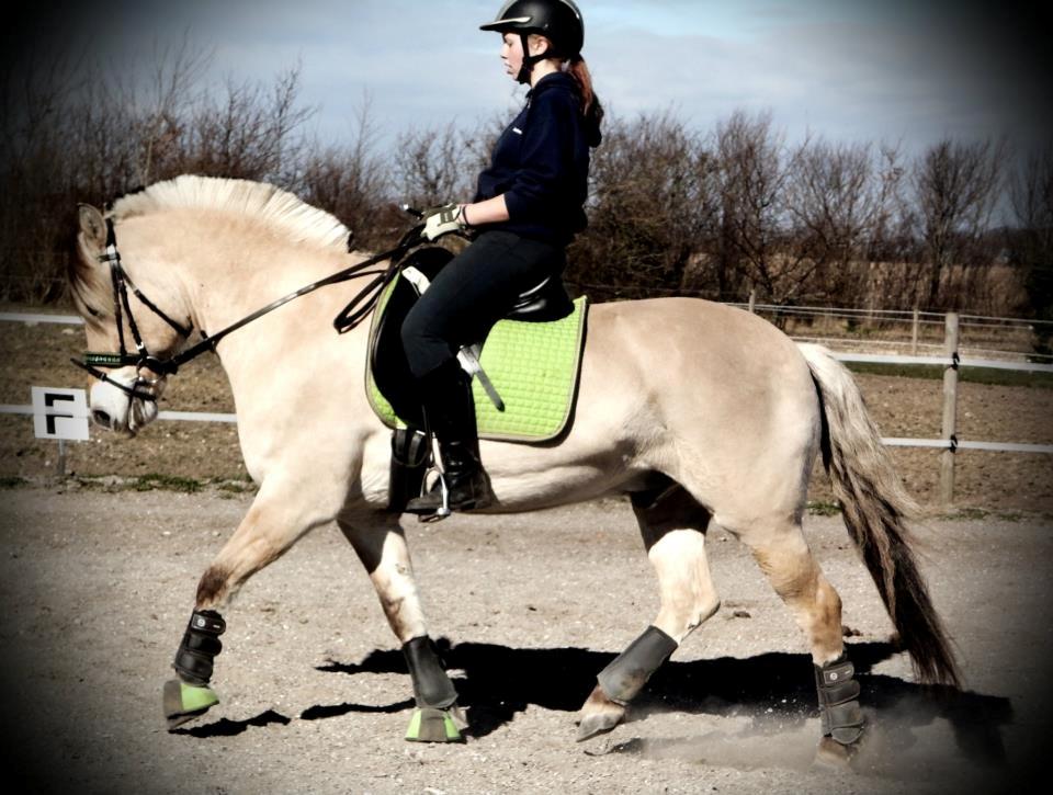 Fjordhest thomas billede 10