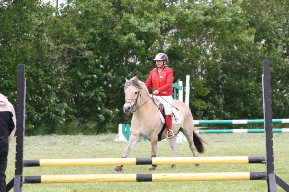 Fjordhest thomas billede 12