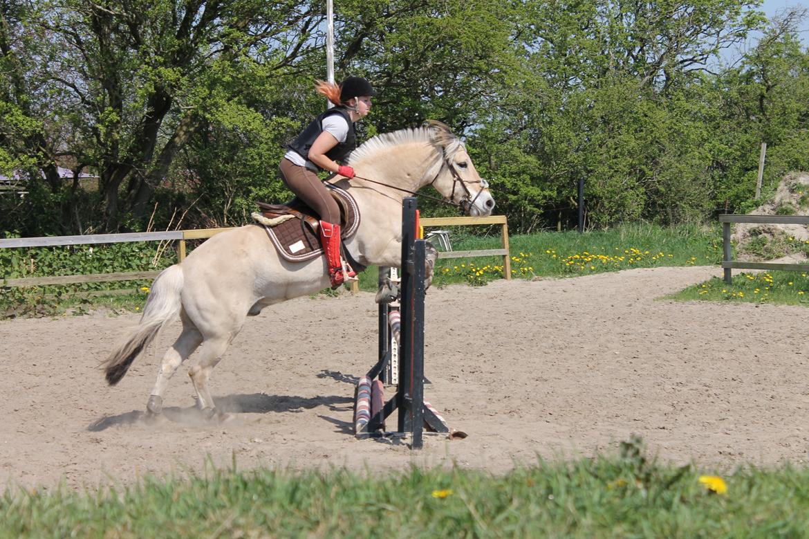 Fjordhest thomas billede 8