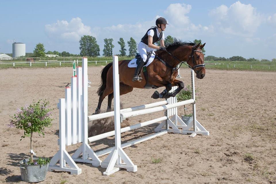 Dansk Varmblod Krogagers Cilla - LD i ØRSR billede 15