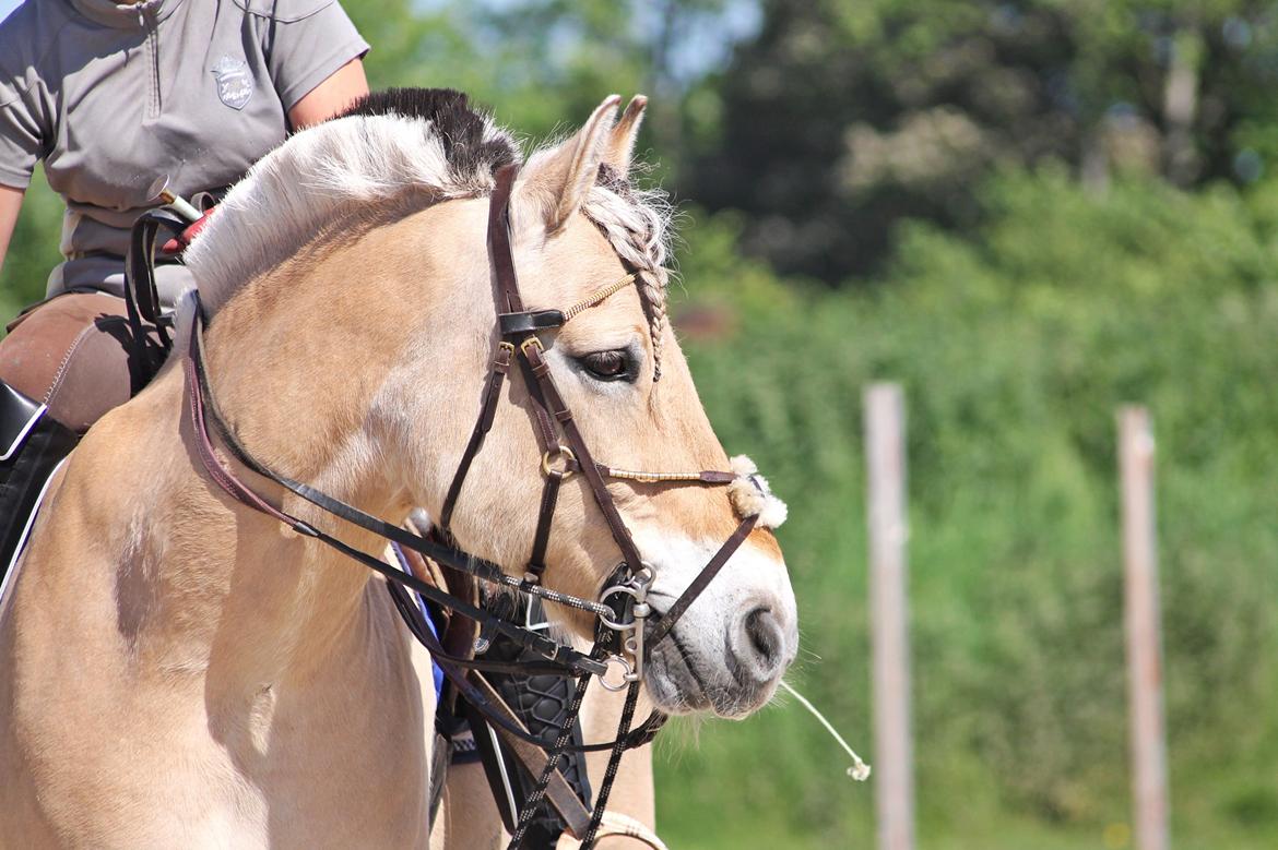 Fjordhest thomas billede 1