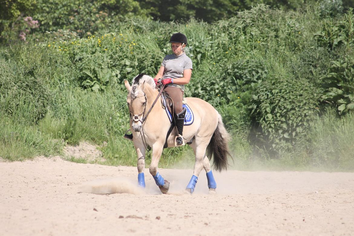 Fjordhest thomas billede 15