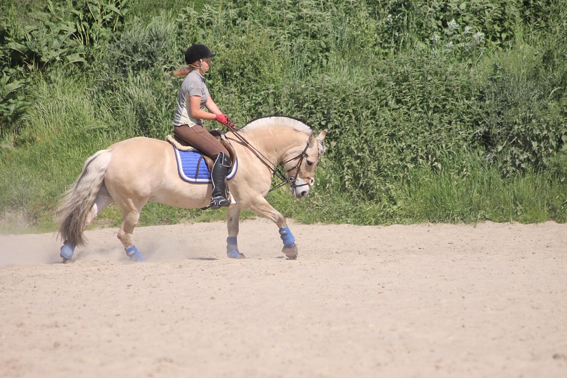 Fjordhest thomas billede 17