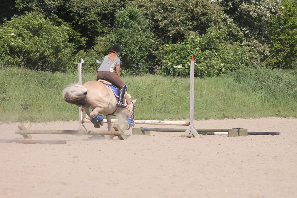 Fjordhest thomas billede 19