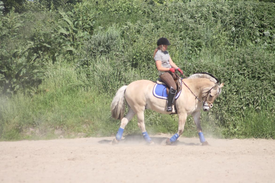 Fjordhest thomas billede 20