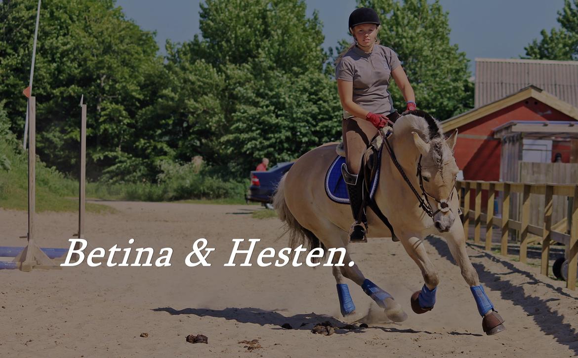 Fjordhest thomas billede 18