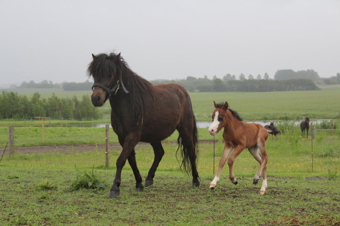 Belgisk Miniature SLT Commanders painted perfection aka Søren billede 4