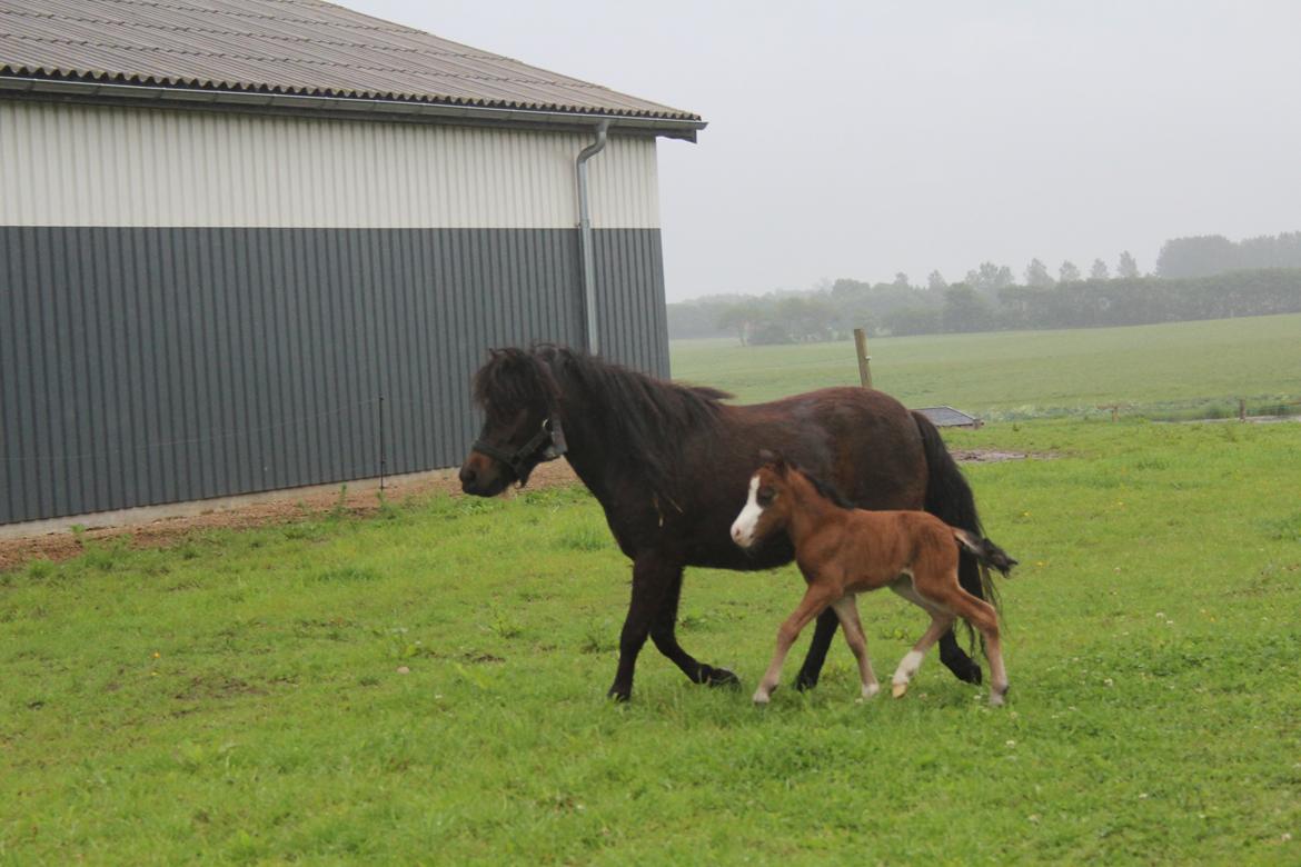 Belgisk Miniature SLT Commanders painted perfection aka Søren billede 6