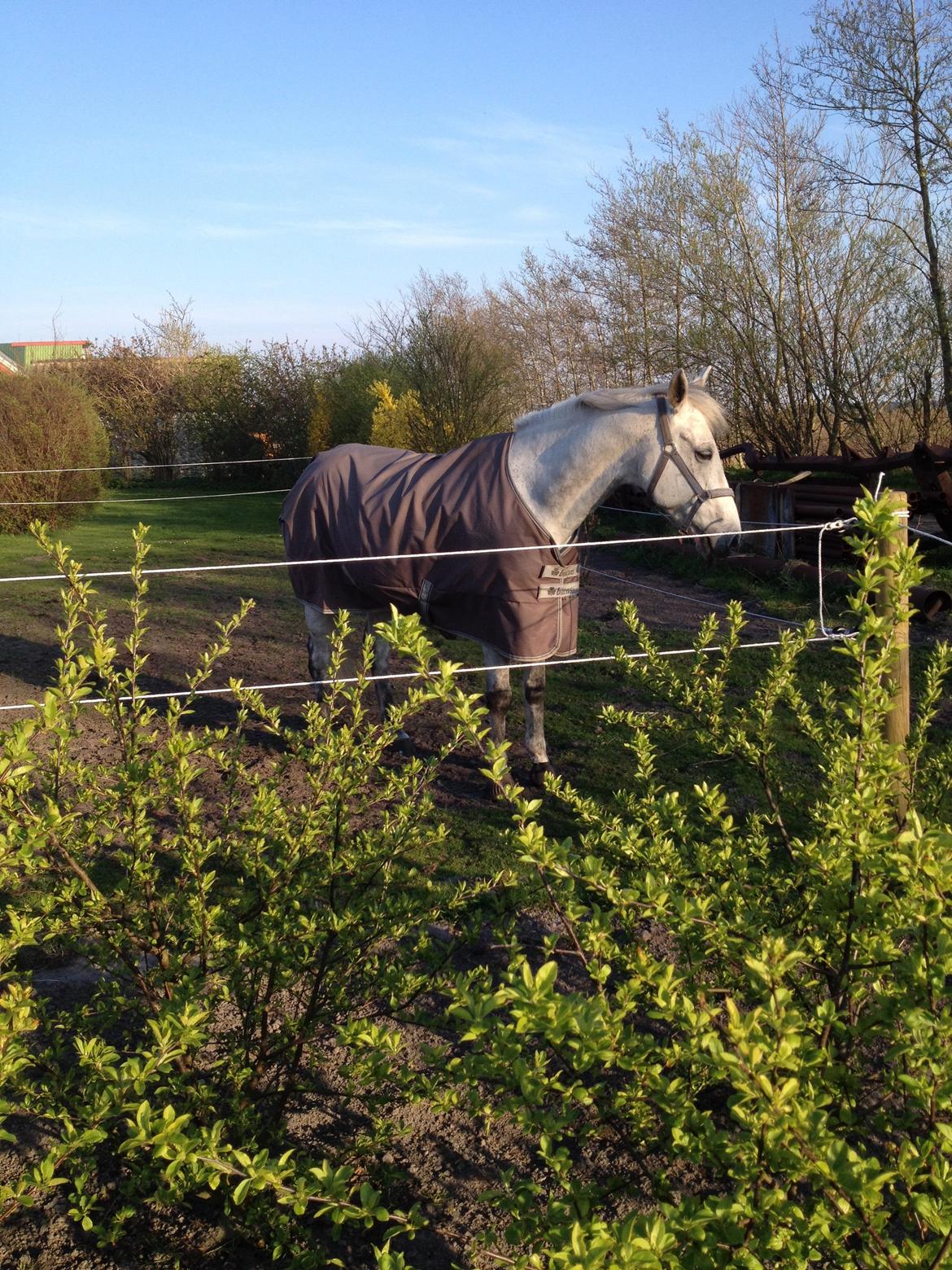 Anden særlig race Mr. Bento <3 billede 4