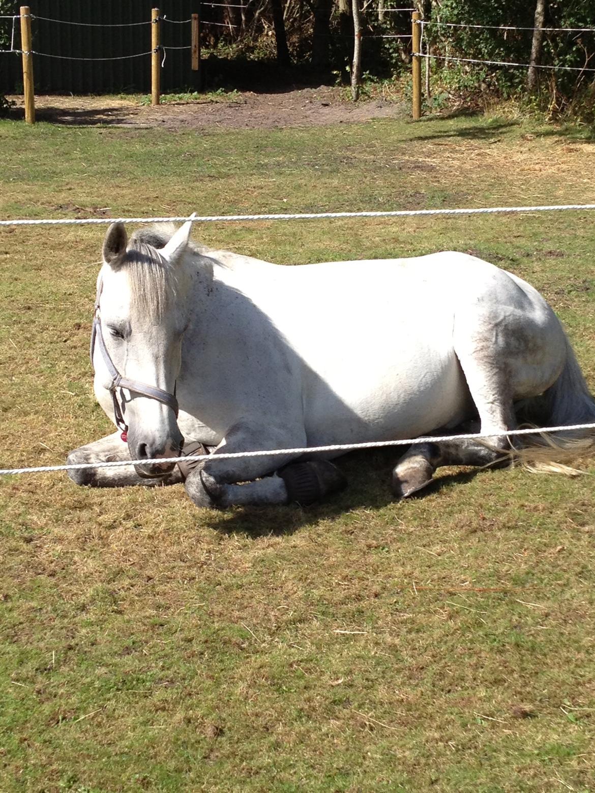 Anden særlig race Mr. Bento <3 - Bento putter på folden og nyder solen<3 billede 7