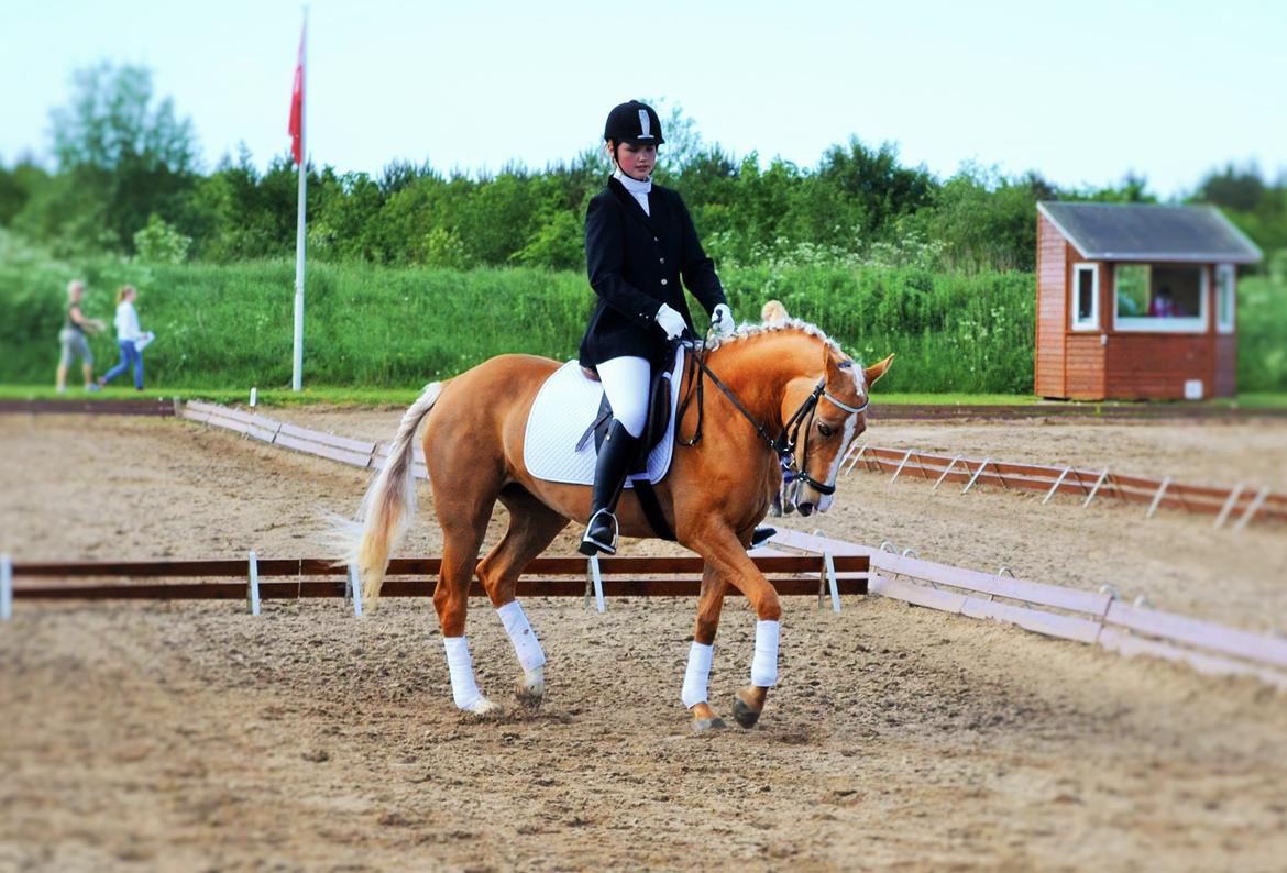 Anden særlig race GOLDEN DANCER (Lille Mus) - Vores første stævne! billede 10